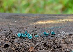 Chlorociboria aeruginascens