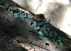 Chlorociboria aeruginascens