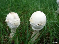 Chlorophyllum molybdites
