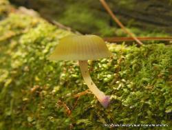 Chromosera cyanophylla