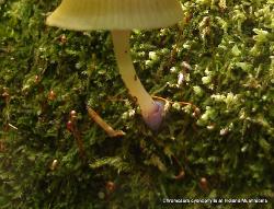 Chromosera cyanophylla