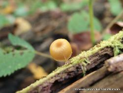 Chromosera cyanophylla
