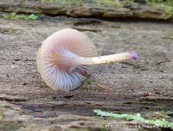 Chromosera cyanophylla