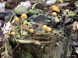 Chromosera cyanophylla