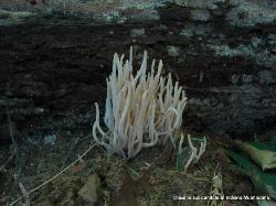 Clavaria rubicundula