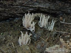 Clavaria rubicundula