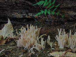 Clavaria rubicundula
