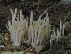 Clavaria rubicundula