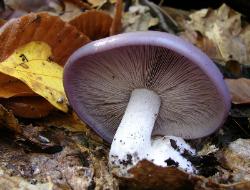 Lepista nuda