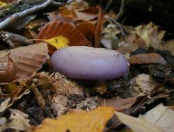 Lepista nuda
