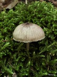 Clitocybula lacerata