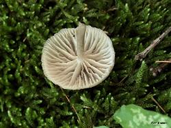 Clitocybula lacerata