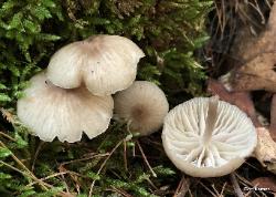 Clitocybula lacerata