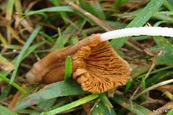 Conocybe deliquescens