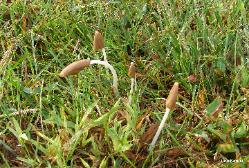 Conocybe deliquescens
