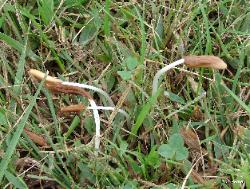 Conocybe deliquescens