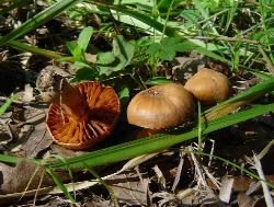 Cortinarius distans