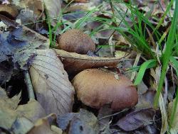 Cortinarius distans