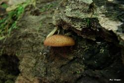 Crepidotus crocophyllus