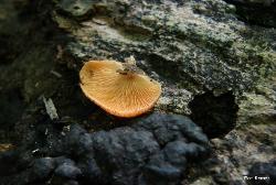 Crepidotus crocophyllus