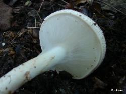 Echinoderma asperum