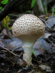 Echinoderma asperum