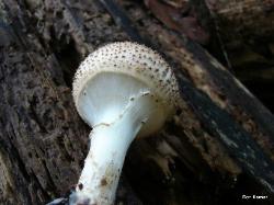 Echinoderma asperum