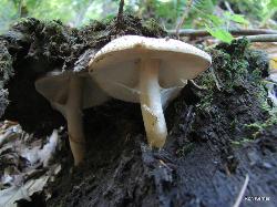 Echinoderma asperum