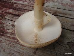 Echinoderma asperum