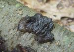 Exidia glandulosa