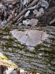 Fomitiporia punctata