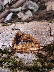 Fomitiporia punctata