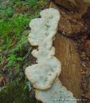 Fomitopsis spraguei