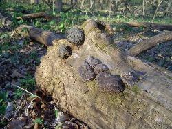 Globifomes graveolens