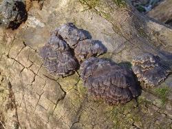 Globifomes graveolens