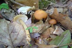 Gymnopus dryophilus
