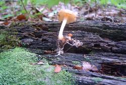 Gymnopus dryophilus