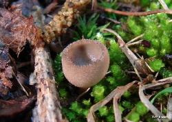 Helvella macropus