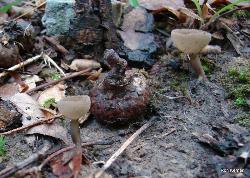 Helvella macropus