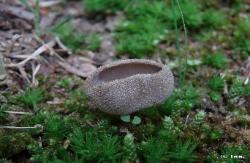 Helvella macropus