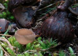 Helvella macropus