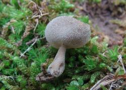 Helvella macropus