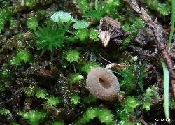Helvella macropus