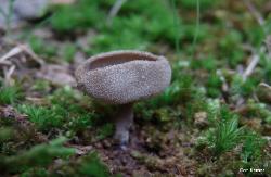 Helvella macropus