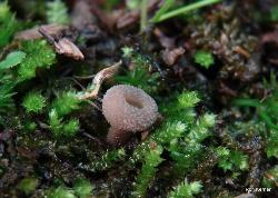 Helvella macropus