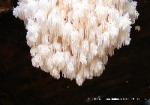 Hericium coralloides