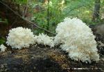 Hericium coralloides