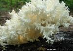 Hericium coralloides