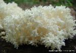 Hericium coralloides