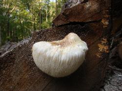 Hericium erinaceus